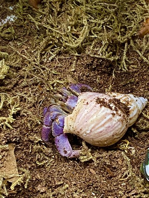 purple pincher|Iba pa.